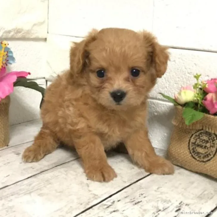 ID:2207-04143の子犬