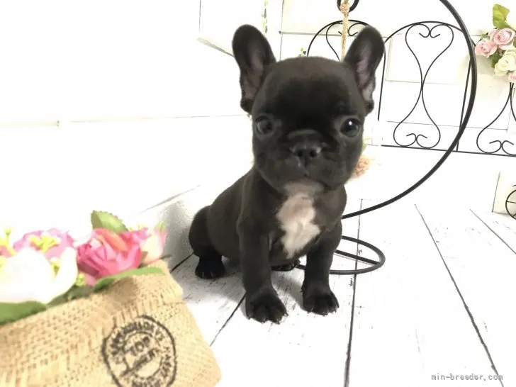 ID：2107-00662の子犬