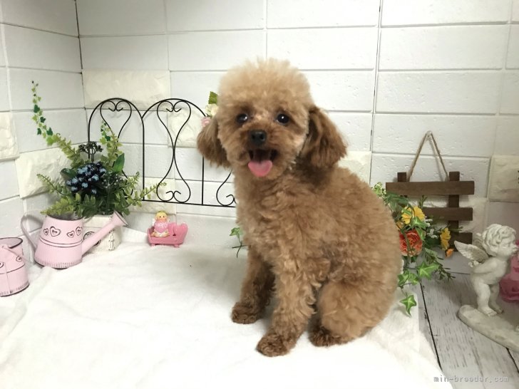 ティーカッププードル【・女の子・2019年5月21日・レッド】