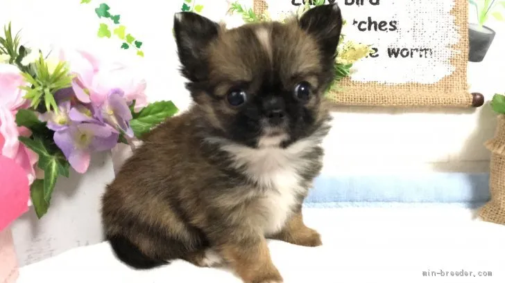 ID：1912-00996の子犬