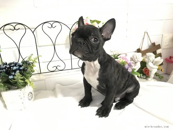 ID:2101-03288の子犬