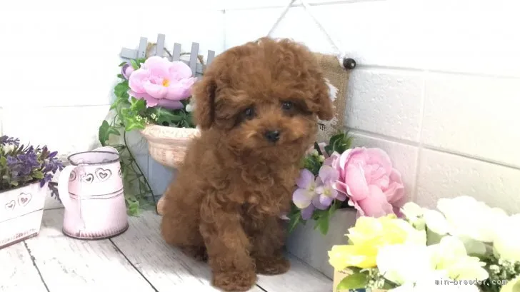 ID：2011-01168の子犬