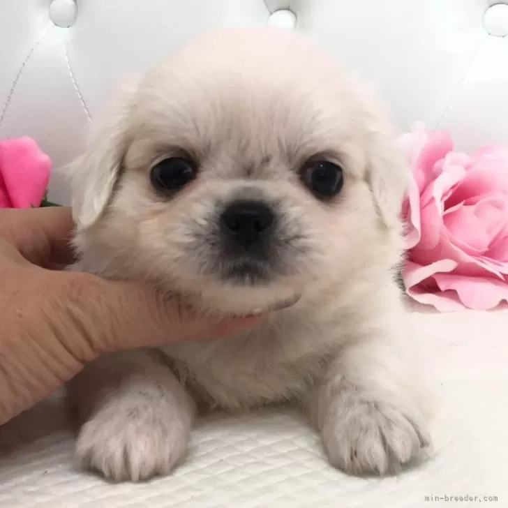 ID：2409-04681の子犬