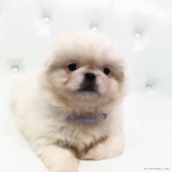 ID:2407-01625の子犬