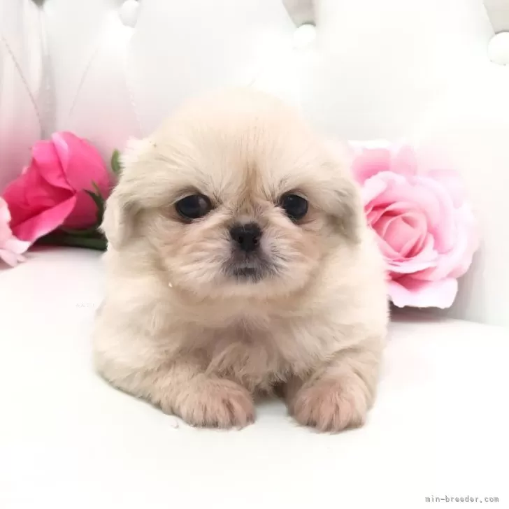 ID:2407-01628の子犬