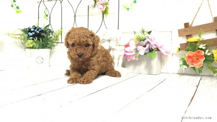 ID：2102-02287の子犬