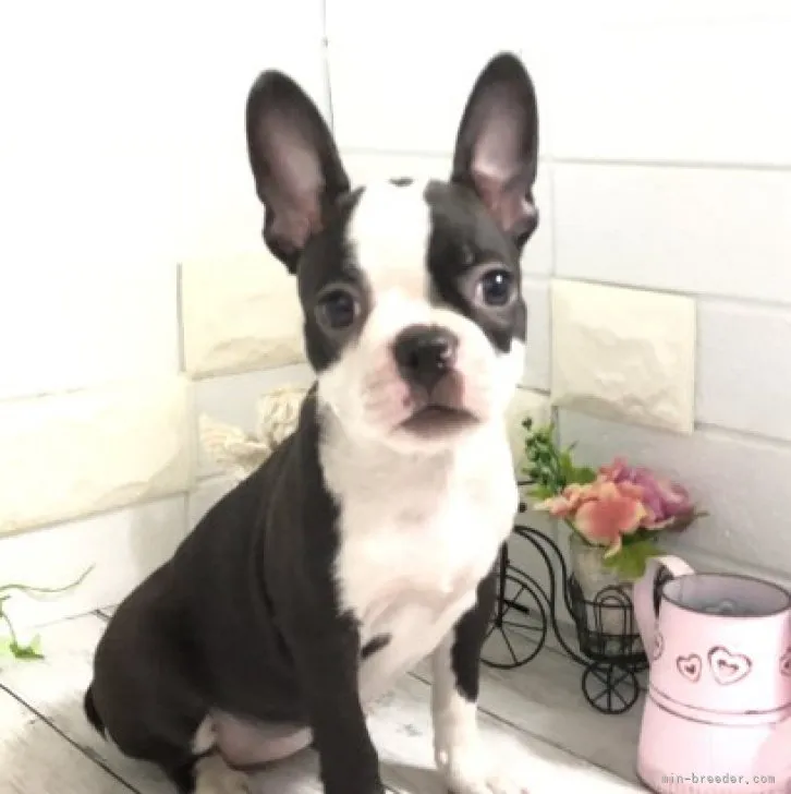 ID:2306-00522の子犬