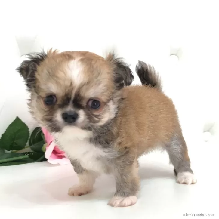 ID：2407-08100の子犬