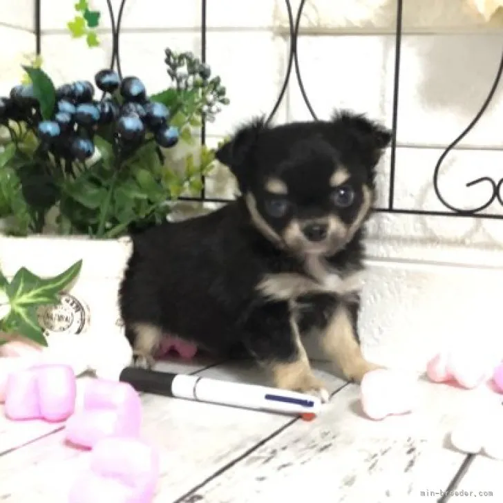 ID:2306-02924の子犬