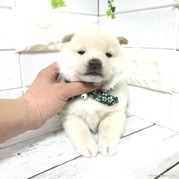 フク 様のお迎えした子犬