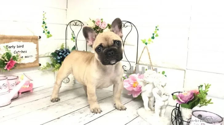 ID:2101-03282の子犬