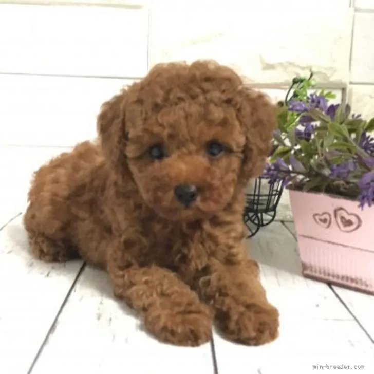 ID：2205-00689の子犬
