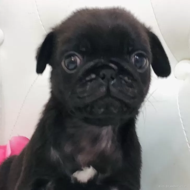 ID:2403-03545の子犬