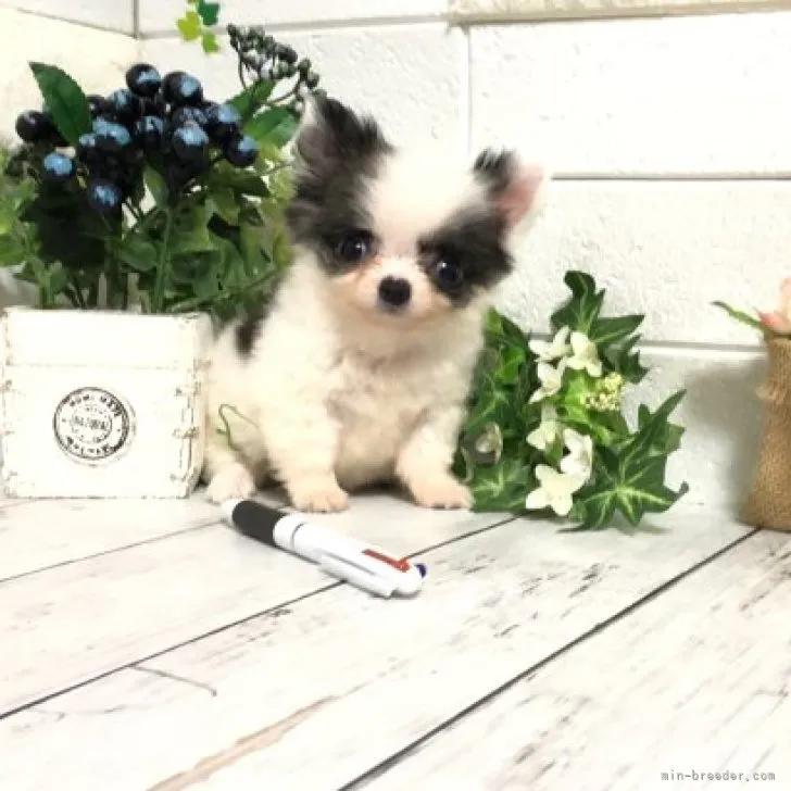 ID:2306-01687の子犬