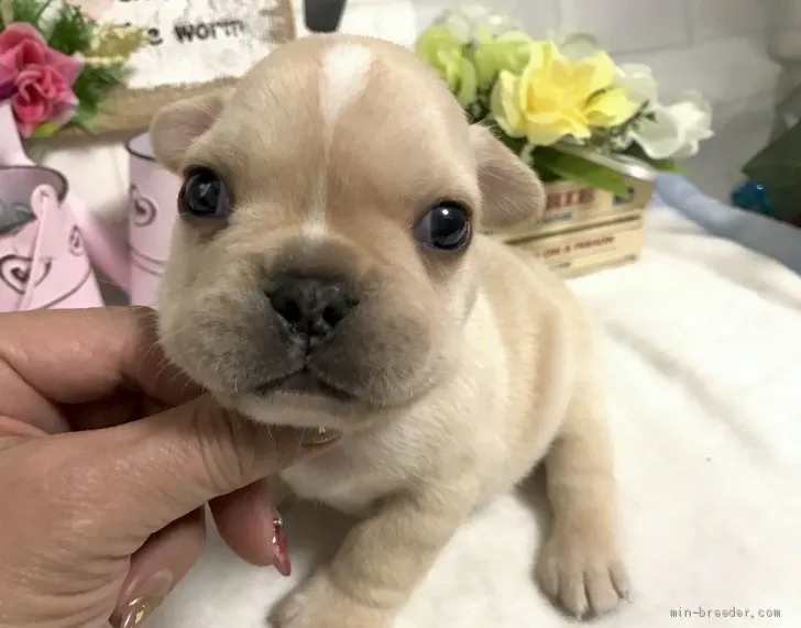 ID：2001-03378の子犬