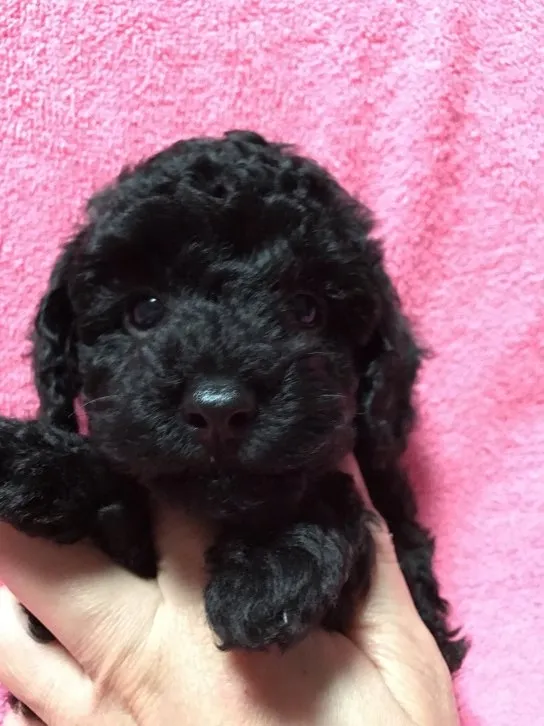 ID：1609-01701の子犬