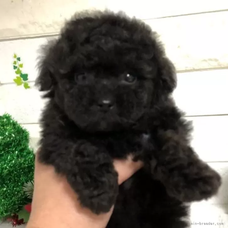 ID：2311-05680の子犬