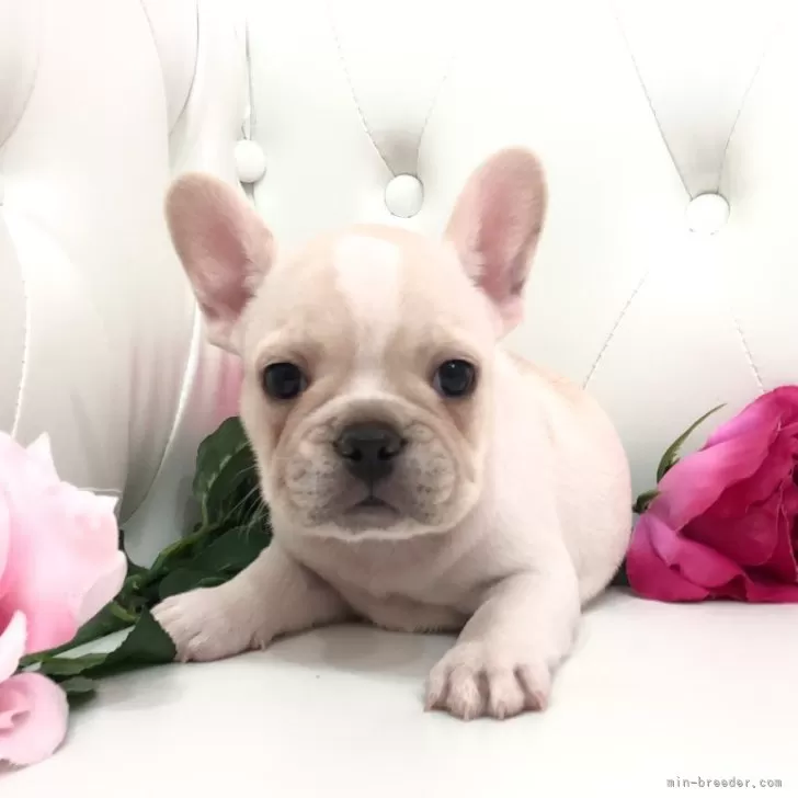 ID：2410-02158の子犬