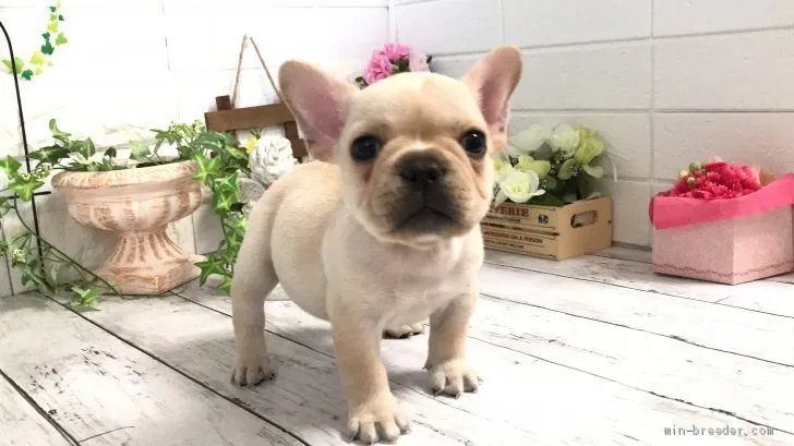 ID:2104-01841の子犬