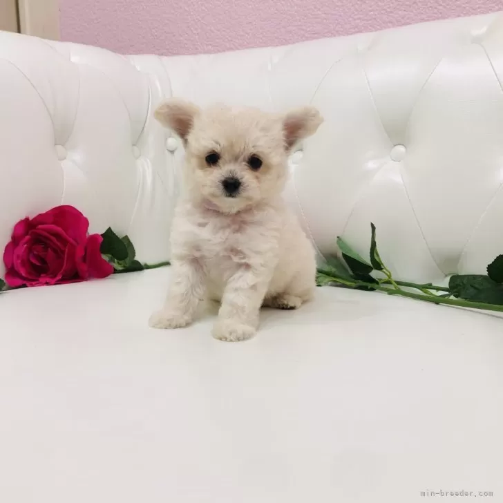 ID：2409-04781の子犬