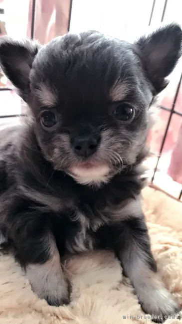 ID:1612-01592の子犬