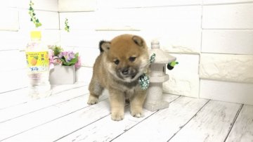 柴犬(豆柴)【埼玉県・男の子・2021年10月13日・赤】の写真「両親共に三代豆柴認定犬❣️豆柴(KC)で血統書発行」