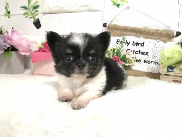 チワワ(ロング)【埼玉県・男の子・2020年9月17日・ブラックタン&ホワイト】の写真「極小チワワくん生後54日420g11/17販売終了」