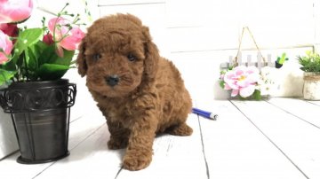トイプードル(トイ)【埼玉県・女の子・2021年10月10日・レッド】の写真「ムチムチボディの可愛い子パパ遺伝子◎12/8販売終」