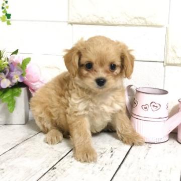 ちわプー(チワワ×タイニープードル)【埼玉県・男の子・2022年6月18日・レッド】の写真「ちわプー(パパタイニープードル・ママチワワ)」