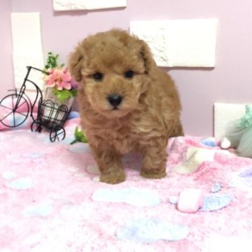 トイプードル(タイニー)【埼玉県・男の子・2023年2月13日・アプリコット】の写真「両親共に遺伝子検査クリアの可愛い男の子くん💕」
