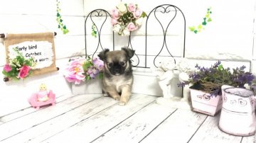 チワワ(ロング)【埼玉県・男の子・2020年12月27日・セーブル&ホワイト】の写真「可愛いチワワくん※両親共に遺伝子検査クリア◎」