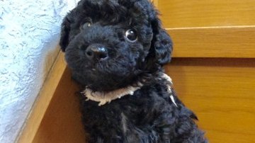 ミディアムプードル【埼玉県・男の子・2017年3月4日・ブラック】の写真「ムチムチbody！」