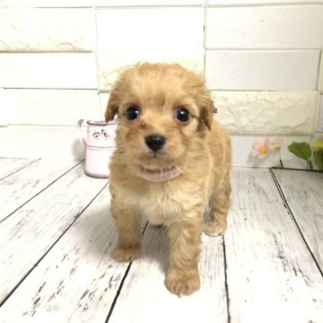 ちわプー(チワワ×トイプードル)【埼玉県・女の子・2023年3月28日・レッドアンドホワイト】の写真「めちゃくちゃ可愛いちわプーちゃん♡」