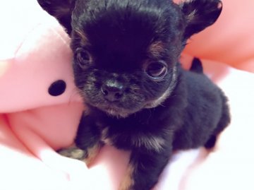 チワワ(ロング)【埼玉県・女の子・2017年2月21日・ブラックタン】の写真「めちゃめちゃ可愛くなりますよ♡」