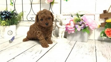 トイプードル(タイニー)【埼玉県・女の子・2021年1月21日・レッド】の写真「タイニーの両親(遺伝子クリア)から生まれた可愛い子」