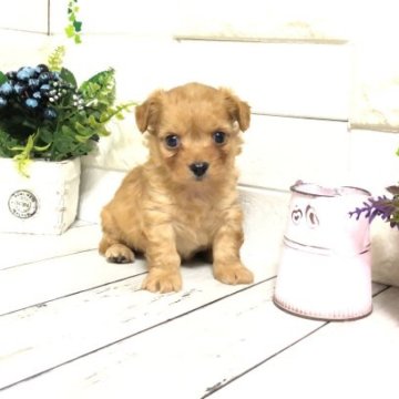 ちわプー(チワワ×トイプードル)【埼玉県・男の子・2023年3月28日・レッド】の写真「めちゃくちゃ可愛いちわプーくん♡」