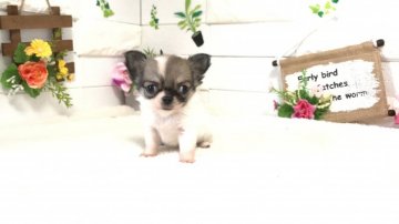 チワワ(ロング)【埼玉県・女の子・2020年9月17日・ブラックタン&ホワイト】の写真「極小チワワ生後55日450g♡11/17販売終了で」