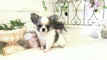 チワワ(ロング)【埼玉県・女の子・2020年9月17日・パーティー】の写真「♡めっちゃ可愛い女の子ちゃん♡両親共に遺伝子クリア」