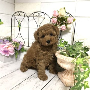 トイプードル(タイニー)【埼玉県・女の子・2022年11月19日・レッド】の写真「ムチムチボディの可愛い女の子💕両親遺伝子検査クリア」
