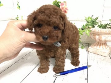 トイプードル(トイ)【埼玉県・男の子・2021年8月9日・レッド】の写真「ムチムチボディの可愛い男の子💕両親遺伝子検査クリア」