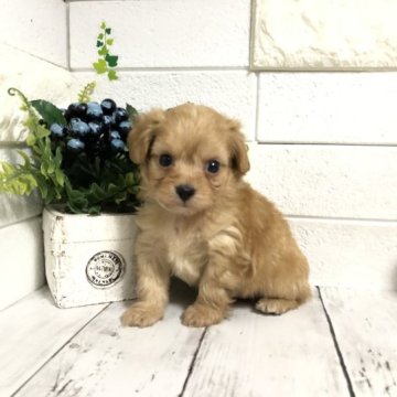 ちわプー(チワワ×トイプードル)【埼玉県・男の子・2023年3月28日・レッド】の写真「めちゃくちゃ可愛いちわプーくん♡」