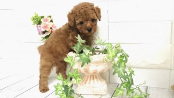 トイプードル(タイニー)【埼玉県・男の子・2021年8月17日・レッド】の写真「両親遺伝子検査クリア10/13昼まで販売終了」