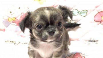 チワワ(ロング)【埼玉県・男の子・2018年7月22日・レッド&ホワイト】の写真「両親共に小さなチワワくん」