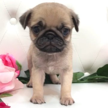 パグ【埼玉県・女の子・2024年2月15日・フォーン】の写真「2人っ子の可愛いブサかわのパグっち兄妹🩷」