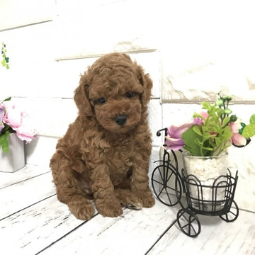トイプードル(トイ)【埼玉県・男の子・2022年4月22日・レッド】の写真「ムチムチボディ💕パパ遺伝子検査クリア☆限定値下げ」