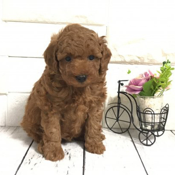 トイプードル(トイ)【埼玉県・男の子・2022年4月22日・レッド】の写真「ムチムチボディ💕パパ遺伝子検査クリア☆限定お値下」