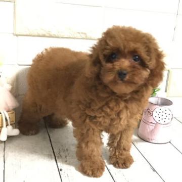 トイプードル(トイ)【埼玉県・女の子・2022年4月22日・レッド】の写真「ムチムチボディの可愛い女の子💕パパ遺伝子検査クリア」