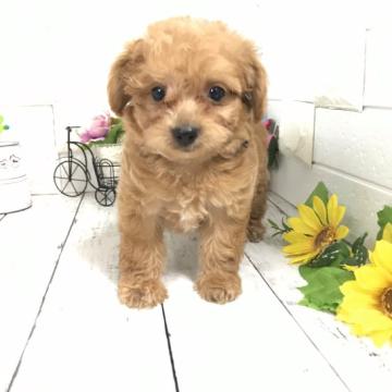 ちわプー(チワワ×タイニープードル)【埼玉県・男の子・2022年6月18日・レッド】の写真「ちわプー(パパタイニープードル・ママチワワ)」