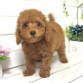 ミニチュアプードル