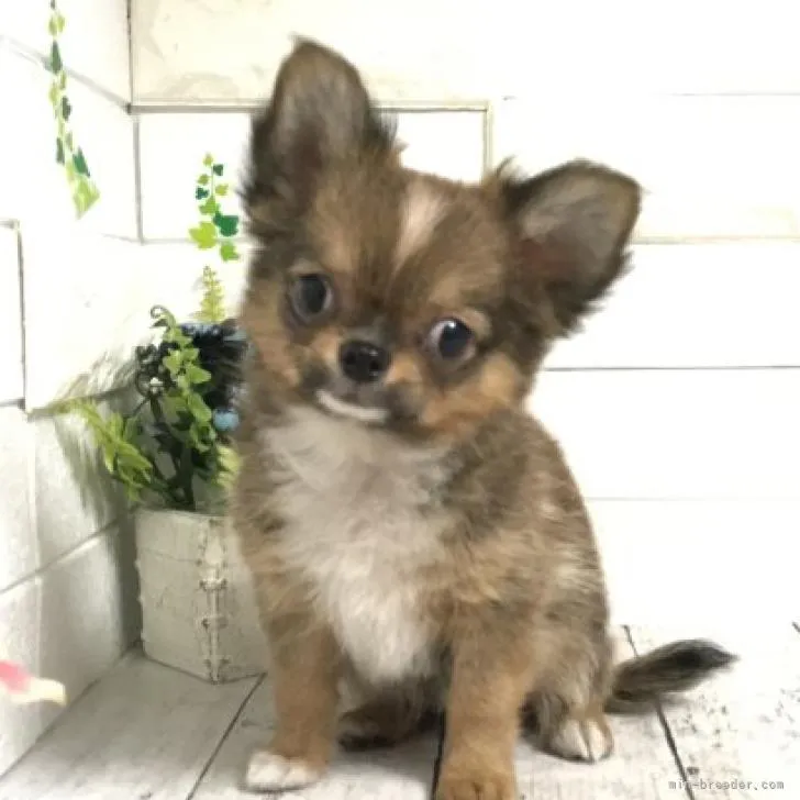 papa 様のお迎えした子犬